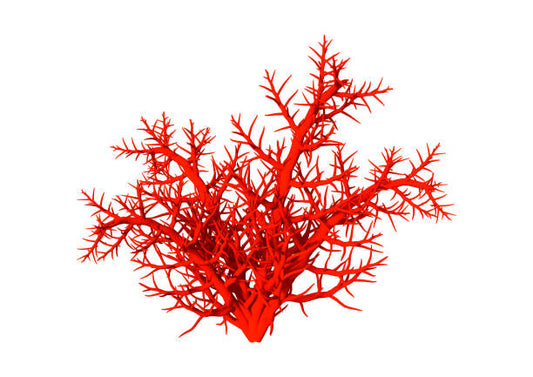 Corallo Rosso